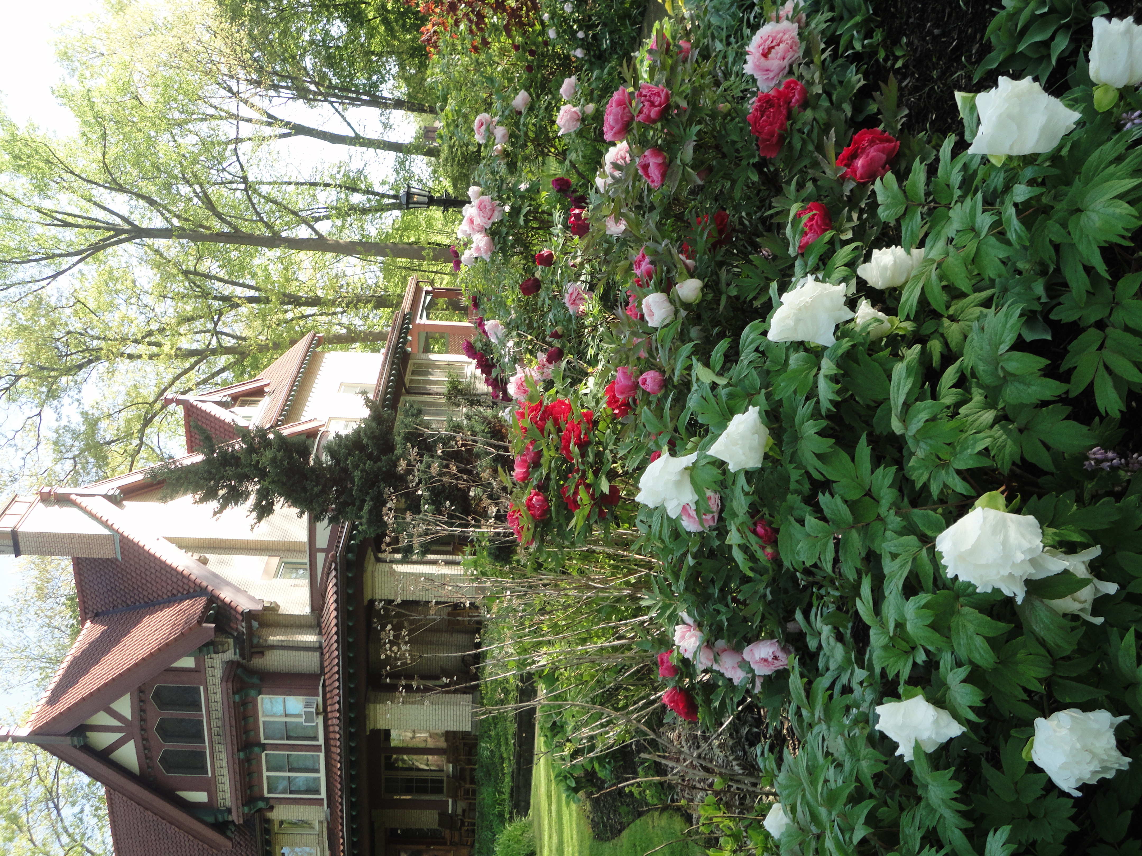 House in Springtime 2025.jpg